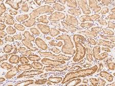 ARHGEF25 / GEFT Antibody - Immunochemical staining of human ARHGEF25 in human kidney with rabbit polyclonal antibody at 1:100 dilution, formalin-fixed paraffin embedded sections.