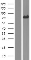 ARHGEF25 / GEFT Protein - Western validation with an anti-DDK antibody * L: Control HEK293 lysate R: Over-expression lysate