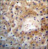 ARHGEF26 / SGEF Antibody - SGEF Antibody immunohistochemistry of formalin-fixed and paraffin-embedded human liver tissue followed by peroxidase-conjugated secondary antibody and DAB staining.