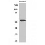 ARHGEF3 / XPLN Antibody - Western blot of XPLN antibody