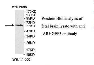 ARHGEF3 / XPLN Antibody