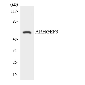 ARHGEF3 / XPLN Antibody - Western blot analysis of the lysates from HeLa cells using ARHGEF3 antibody.