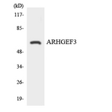 ARHGEF3 / XPLN Antibody - Western blot analysis of the lysates from HeLa cells using ARHGEF3 antibody.