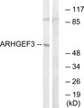 ARHGEF3 / XPLN Antibody - Western blot analysis of lysates from COLO cells, using ARHGEF3 Antibody. The lane on the right is blocked with the synthesized peptide.