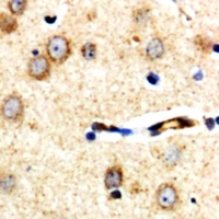 ARHGEF3 / XPLN Antibody - Immunohistochemical analysis of XPLN staining in human brain formalin fixed paraffin embedded tissue section. The section was pre-treated using heat mediated antigen retrieval with sodium citrate buffer (pH 6.0). The section was then incubated with the antibody at room temperature and detected with HRP and DAB as chromogen. The section was then counterstained with hematoxylin and mounted with DPX.