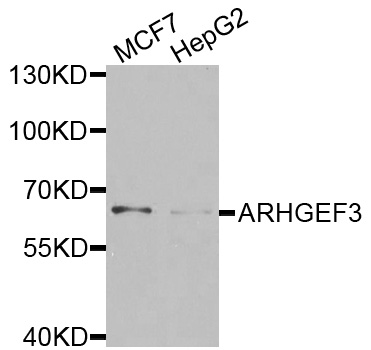 ARHGEF3 / XPLN Antibody - Western blot analysis of extracts of various cells.