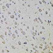 ARHGEF3 / XPLN Antibody - Immunohistochemistry of paraffin-embedded mouse brain tissue.