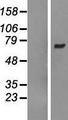 ARHGEF3 / XPLN Protein - Western validation with an anti-DDK antibody * L: Control HEK293 lysate R: Over-expression lysate