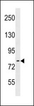 ARHGEF33 Antibody - ARHGEF33 Antibody western blot of HeLa cell line lysates (35 ug/lane). The ARHGEF33 antibody detected the ARHGEF33 protein (arrow).
