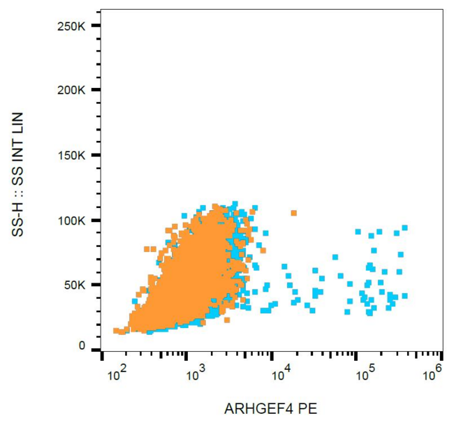 ARHGEF4 Antibody - Intracellular staining of ARHGEF4 in transfected HEK-293 cells using mouse monoclonal anti-ARHGEF4 (clone ARHGEF-08) PE.