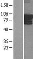ARHGEF4 Protein - Western validation with an anti-DDK antibody * L: Control HEK293 lysate R: Over-expression lysate