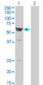 ARHGEF5 Antibody - Western Blot analysis of ARHGEF5 expression in transfected 293T cell line by ARHGEF5 monoclonal antibody (M01), clone 3A12-B5.Lane 1: ARHGEF5 transfected lysate(60.1 KDa).Lane 2: Non-transfected lysate.