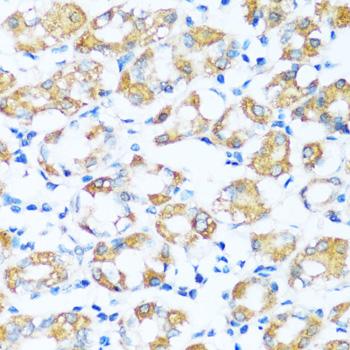 ARHGEF5 Antibody - Immunohistochemistry of paraffin-embedded Human stomach using ARHGEF5 Polyclonal Antibody at dilution of 1:100 (40x lens).