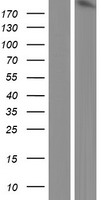 ARHGEF5 Protein - Western validation with an anti-DDK antibody * L: Control HEK293 lysate R: Over-expression lysate