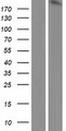 ARHGEF5 Protein - Western validation with an anti-DDK antibody * L: Control HEK293 lysate R: Over-expression lysate