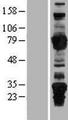 ARHGEF7 Protein - Western validation with an anti-DDK antibody * L: Control HEK293 lysate R: Over-expression lysate