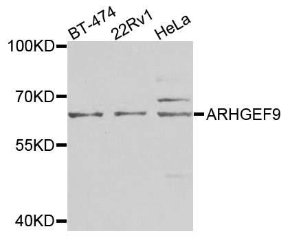 ARHGEF9 / Collybistin Antibody - Western blot analysis of extracts of various cells.