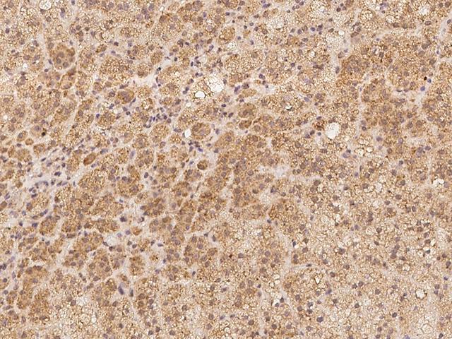 ARHGEF9 / Collybistin Antibody - Immunochemical staining of human ARHGEF9 in human adrenal gland with rabbit polyclonal antibody at 1:100 dilution, formalin-fixed paraffin embedded sections.