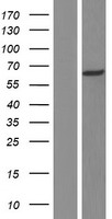 ARHGEF9 / Collybistin Protein - Western validation with an anti-DDK antibody * L: Control HEK293 lysate R: Over-expression lysate