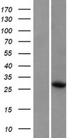 ARHU / RHOU Protein - Western validation with an anti-DDK antibody * L: Control HEK293 lysate R: Over-expression lysate