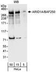 ARID1A / BAF250 Antibody - Detection of Human ARID1A by Western Blot. Samples: Whole cell lysate (5, 15 and 50 ug) from HeLa cells. Antibody: Affinity purified rabbit anti-ARID1A antibody used for WB at 0.04 ug/ml. Detection: Chemiluminescence with an exposure time of 10 seconds.
