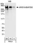 ARID1A / BAF250 Antibody - Detection of Human ARID1A by Western Blot. Samples: Whole cell lysate (5, 15 and 50 ug) from HeLa cells. Antibody: Affinity purified rabbit anti-ARID1A antibody used for WB at 0.1 ug/ml. Detection: Chemiluminescence with an exposure time of 10 seconds.