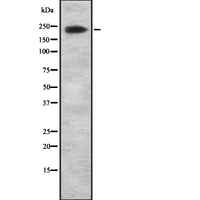 ARID1A / BAF250 Antibody - Western blot analysis of ARI1A using NIH-3T3 whole cells lysates