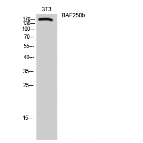 ARID1B / BAF250B Antibody - Western blot of BAF250b antibody