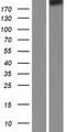 ARID1B / BAF250B Protein - Western validation with an anti-DDK antibody * L: Control HEK293 lysate R: Over-expression lysate