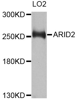 ARID2 Antibody - Western blot analysis of extracts of LO2 cells.