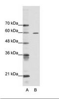 ARID3A / DRIL1 Antibody - A: Marker, B: HepG2 Cell Lysate.  This image was taken for the unconjugated form of this product. Other forms have not been tested.