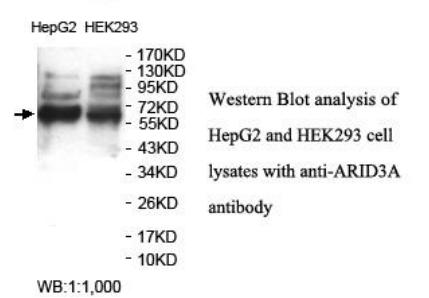 ARID3A / DRIL1 Antibody - Western blot of ARID3A / DRIL1 antibody