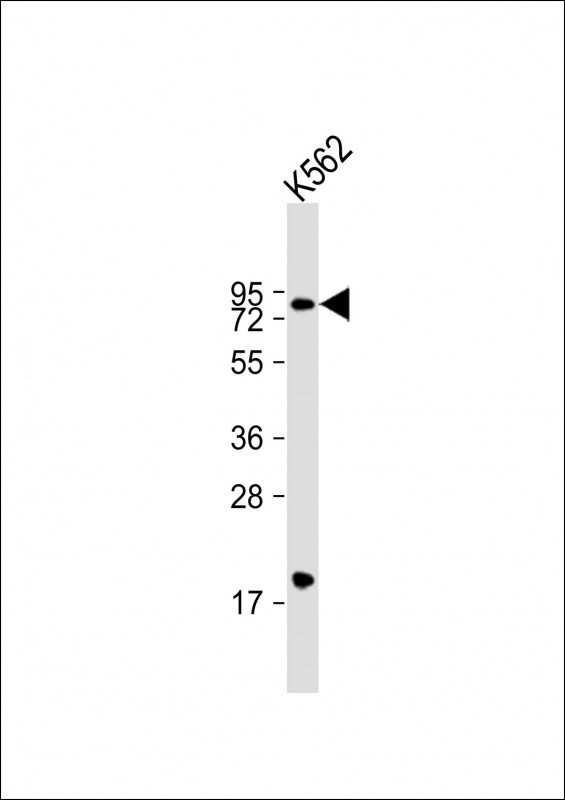 ARID3A / DRIL1 Antibody - Anti-ARID3A Antibody (C-Term) at 1:2000 dilution + K562 whole cell lysate Lysates/proteins at 20 ug per lane. Secondary Goat Anti-Rabbit IgG, (H+L), Peroxidase conjugated at 1:10000 dilution. Predicted band size: 63 kDa. Blocking/Dilution buffer: 5% NFDM/TBST.