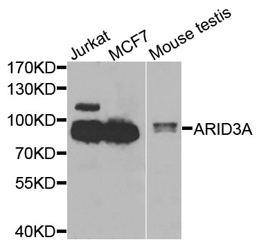 ARID3A / DRIL1 Antibody - Western blot analysis of extracts of various cells.