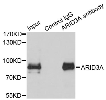 ARID3A / DRIL1 Antibody - Immunoprecipitation analysis of 150ug extracts of MCF7 cells.