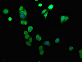 ARID3A / DRIL1 Antibody - Immunofluorescence staining of HepG2 cells at a dilution of 1:133, counter-stained with DAPI. The cells were fixed in 4% formaldehyde, permeabilized using 0.2% Triton X-100 and blocked in 10% normal Goat Serum. The cells were then incubated with the antibody overnight at 4°C.The secondary antibody was Alexa Fluor 488-congugated AffiniPure Goat Anti-Rabbit IgG (H+L) .