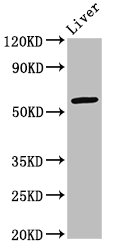 ARID3A / DRIL1 Antibody - Positive Western Blot detected in Mouse liver tissue. All lanes: ARID3A antibody at 2.7 µg/ml Secondary Goat polyclonal to rabbit IgG at 1/50000 dilution. Predicted band size: 63 KDa. Observed band size: 63 KDa