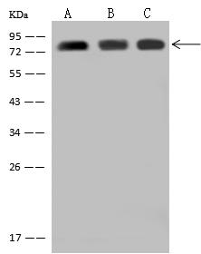 ARID3A / DRIL1 Antibody - Anti-ARID3A rabbit polyclonal antibody at 1:2000 dilution. Lane A: 293T Whole Cell Lysate. Lane B: HepG2 Whole Cell Lysate. Lane C: K-562 Whole Cell Lysate. Lysates/proteins at 30 ug per lane. Secondary: Goat Anti-Rabbit IgG (H+L)/HRP at 1/10000 dilution. Developed using the ECL technique. Performed under reducing conditions. Predicted band size: 63 kDa.