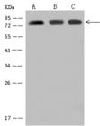 ARID3A / DRIL1 Antibody - Anti-ARID3A rabbit polyclonal antibody at 1:2000 dilution. Lane A: 293T Whole Cell Lysate. Lane B: HepG2 Whole Cell Lysate. Lane C: K-562 Whole Cell Lysate. Lysates/proteins at 30 ug per lane. Secondary: Goat Anti-Rabbit IgG (H+L)/HRP at 1/10000 dilution. Developed using the ECL technique. Performed under reducing conditions. Predicted band size: 63 kDa.