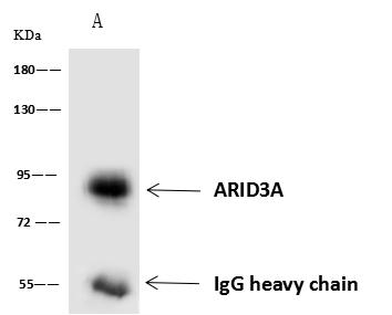 ARID3A / DRIL1 Antibody - ARID3A was immunoprecipitated using: Lane A: 0.5 mg HepG2 Whole Cell Lysate. 4 uL anti-ARID3A rabbit polyclonal antibody and 60 ug of Immunomagnetic beads Protein A/G. Primary antibody: Anti-ARID3A rabbit polyclonal antibody, at 1:100 dilution. Secondary antibody: Goat Anti-Rabbit IgG (H+L)/HRP at 1/10000 dilution. Developed using the ECL technique. Performed under reducing conditions. Predicted band size: 63 kDa. Observed band size: 80 kDa.