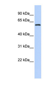 ARID3A / DRIL1 Antibody - ARID3A antibody Western blot of Fetal Brain lysate. This image was taken for the unconjugated form of this product. Other forms have not been tested.