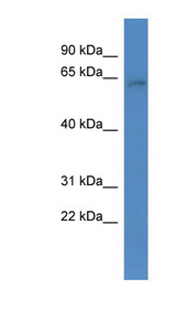 ARID3B Antibody - ARID3B antibody Western blot of HepG2 cell lysate. This image was taken for the unconjugated form of this product. Other forms have not been tested.