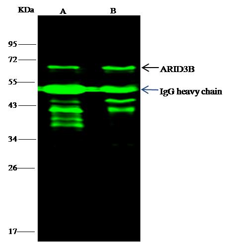 ARID3B Antibody - ARID3B was immunoprecipitated using: Lane A: 0.5 mg K562 Whole Cell Lysate. Lane B: 0.5 mg 293T Whole Cell Lysate. 2 uL anti-ARID3B rabbit monoclonal antibody and 15 ul of 50% Protein G agarose. Primary antibody: Anti-ARID3B rabbit monoclonal antibody, at 1:100 dilution. Secondary antibody: Dylight 800-labeled antibody to rabbit IgG (H+L), at 1:5000 dilution. Developed using the odssey technique. Performed under reducing conditions. Predicted band size: 61 kDa. Observed band size: 61 kDa.