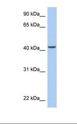 ARID3C Antibody - Hela cell lysate. Antibody concentration: 1.0 ug/ml. Gel concentration: 12%.  This image was taken for the unconjugated form of this product. Other forms have not been tested.