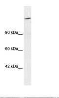 ARID4A Antibody - HepG2 Cell Lysate.  This image was taken for the unconjugated form of this product. Other forms have not been tested.
