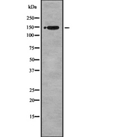 ARID4B Antibody - Western blot analysis of BRCAA1 using HuvEc whole cells lysates