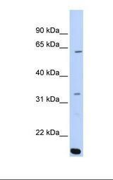 ARID5A Antibody - 721_B cell lysate. Antibody concentration: 1.0 ug/ml. Gel concentration: 12%.  This image was taken for the unconjugated form of this product. Other forms have not been tested.