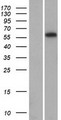 ARID5A Protein - Western validation with an anti-DDK antibody * L: Control HEK293 lysate R: Over-expression lysate