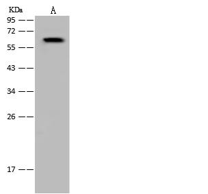 ARIH1 Antibody - Lane A: Jurkat Whole Cell Lysate. Lysates/proteins at 30 ug per lane. Secondary: Goat Anti-Rabbit IgG (H+L)/HRP at 1/10000 dilution. Developed using the ECL technique. Performed under reducing conditions. Predicted band size: 64 kDa. Observed band size: 64 kDa.