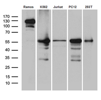 ARIH2 Antibody - Western blot analysis of extracts. (35ug) from 5 cell lines by using anti-ARIH2 monoclonal antibody. (1:500)